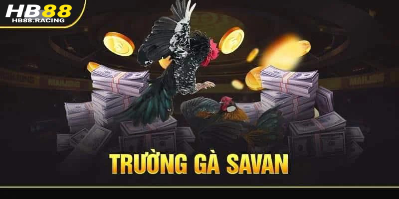 Tìm hiểu về trường gà savan