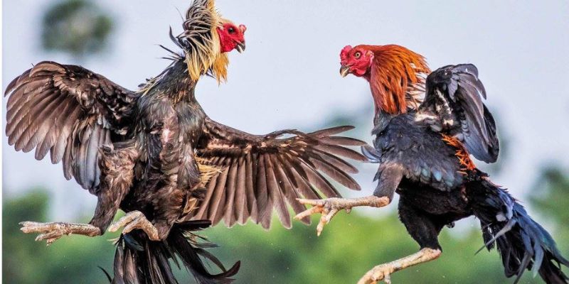 Chuyên gia HB88 chia sẻ mẹo chơi đá gà Savan