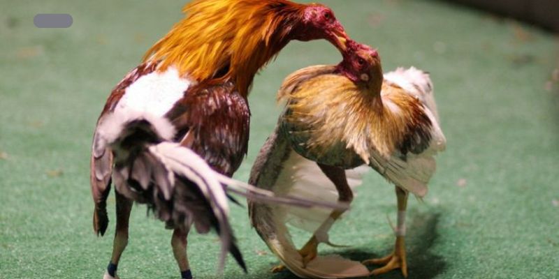 Trải nghiệm bộ môn đá gà savan với luật chơi đờn giản