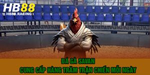 Đá gà savan