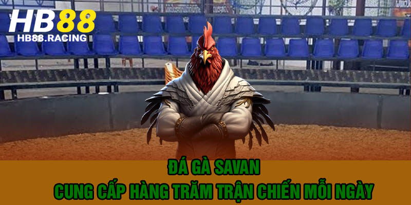Đá gà savan