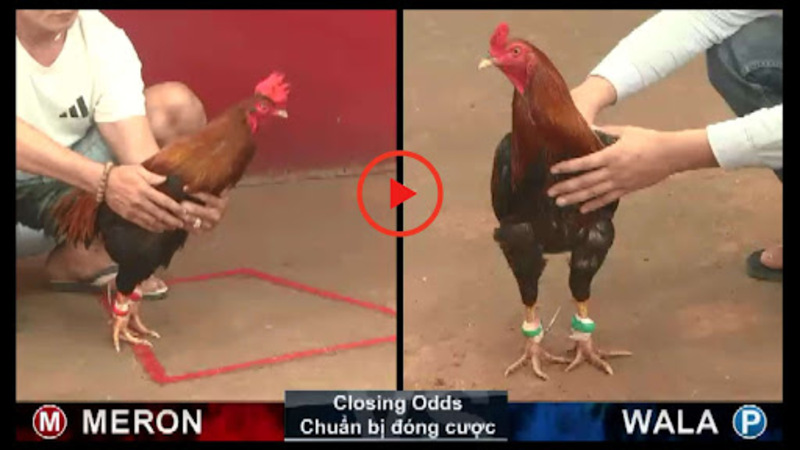 Live đá gà C3 với nhiều thể loại gà chọi hay